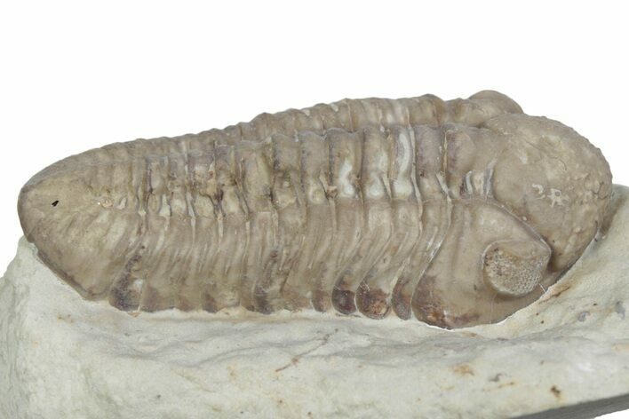 Kainops Trilobite - Black Cat Mountain, Oklahoma #362980